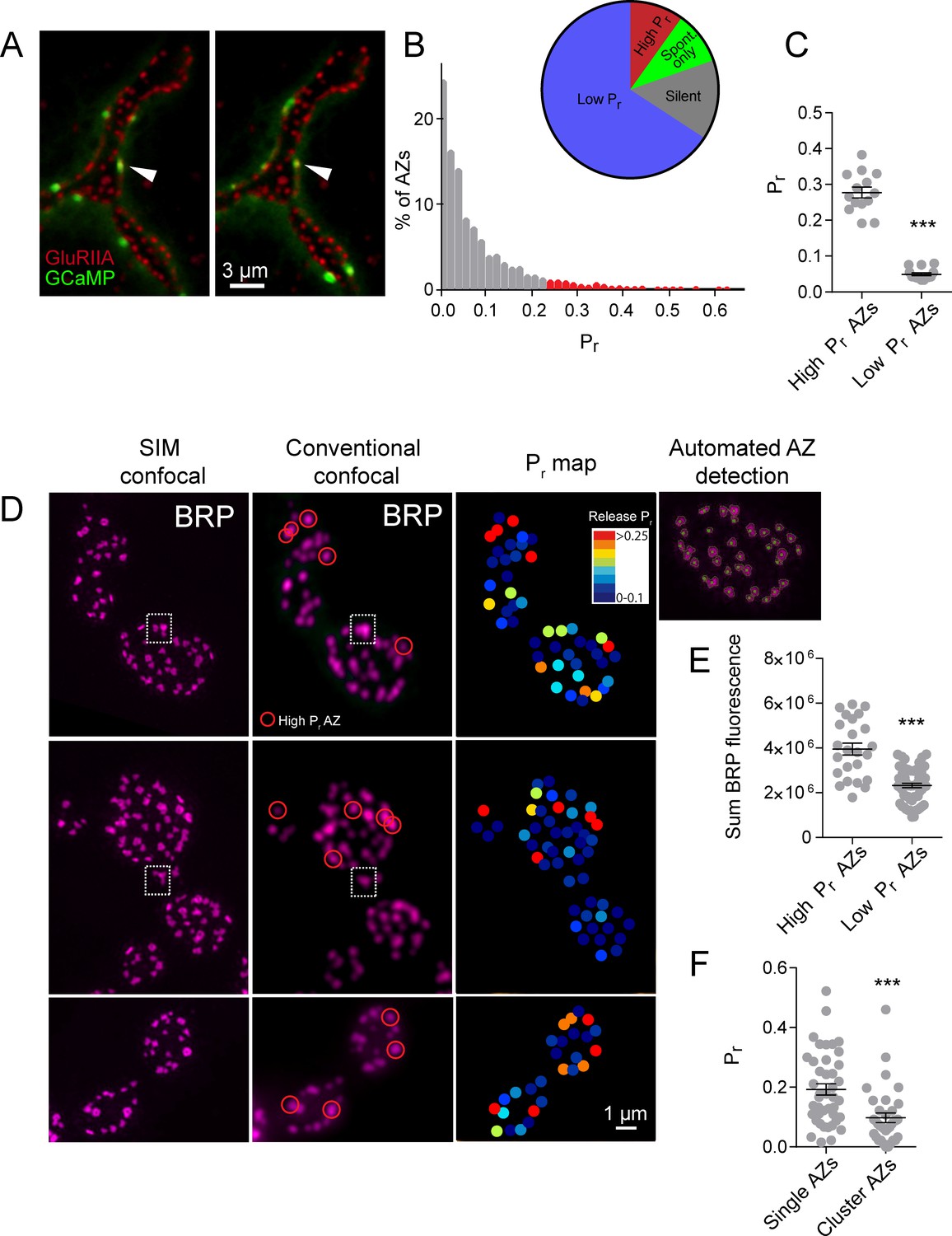 Characterization Of Developmental And Molecular Factors Underlying