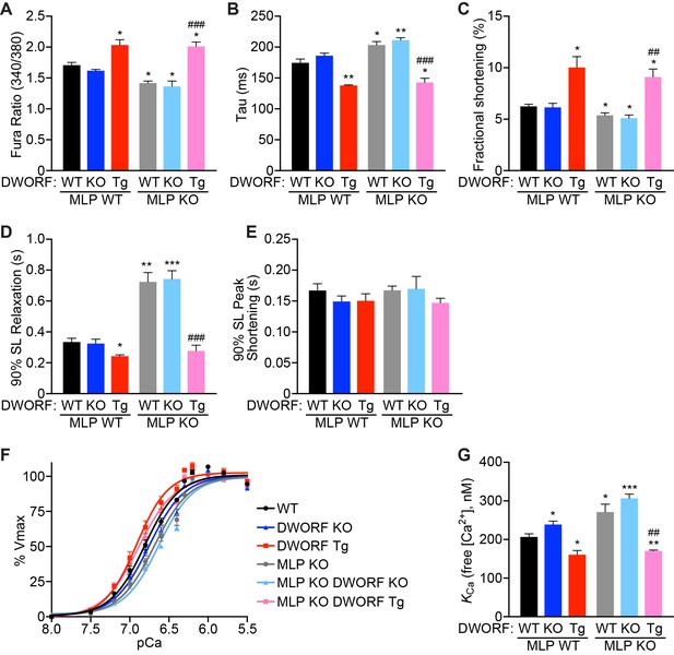 The Dworf Micropeptide Enhances Contractility And Prevents Heart Failure In A Mouse Model Of