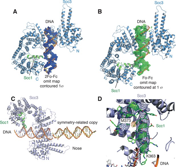 Figures and data in Structural basis for Scc3-dependent cohesin ...