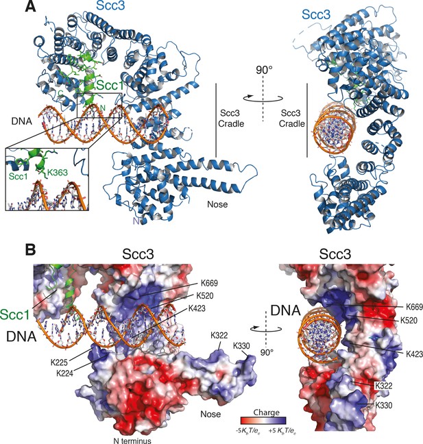 Structural basis for Scc3-dependent cohesin recruitment to chromatin ...