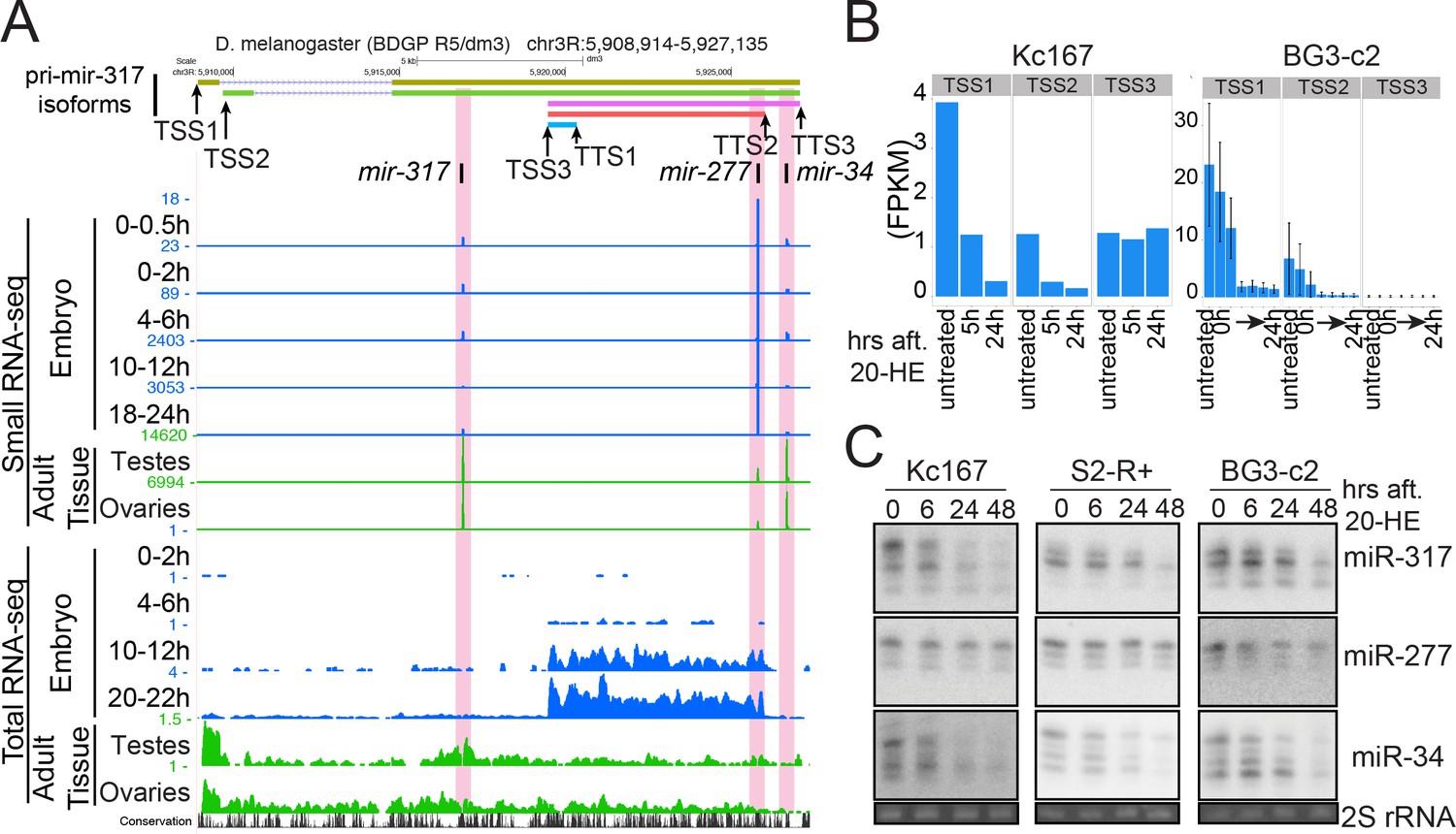 Figures and data in Importance of miRNA stability and alternative ...