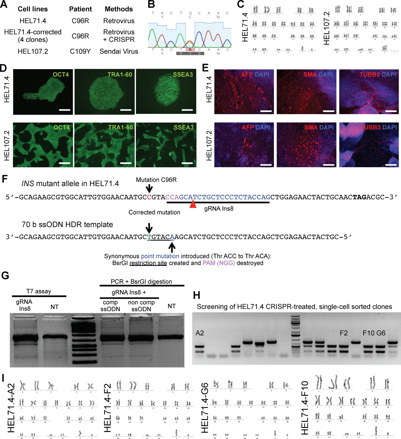 Figures And Data In Insulin Mutations Impair Beta-cell Development In A ...