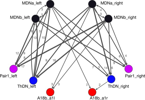 Figures And Data In MDN Brain Descending Neurons Coordinately Activate ...