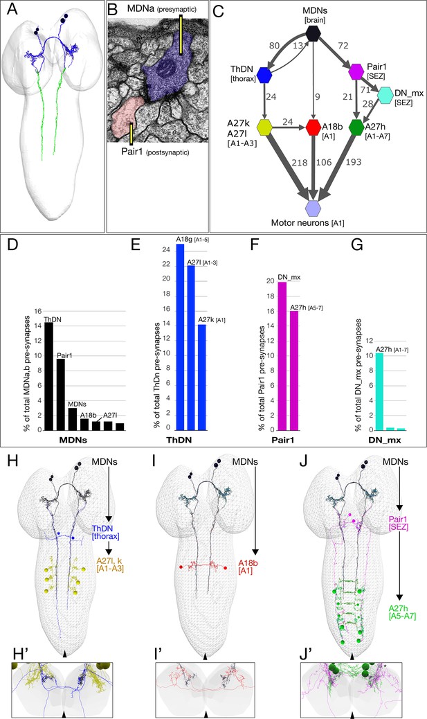 Figures And Data In MDN Brain Descending Neurons Coordinately Activate ...