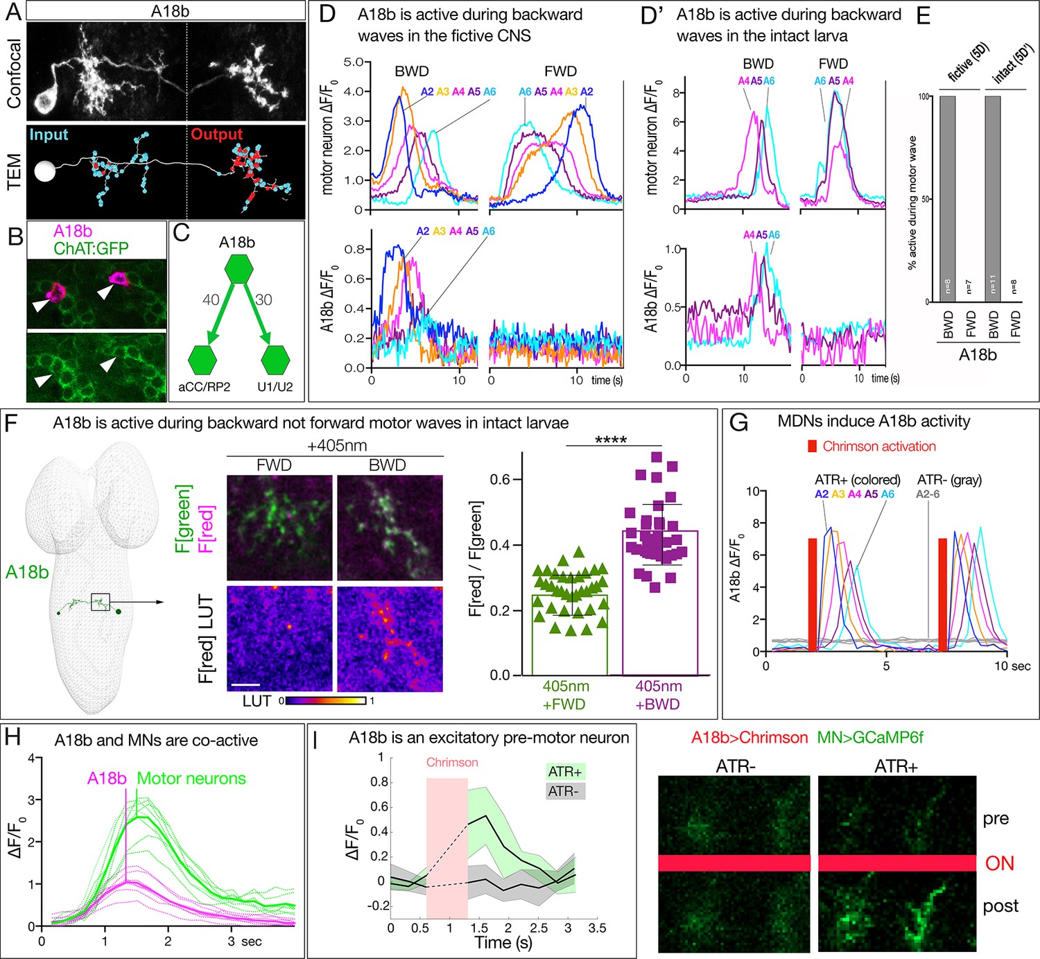 MDN Brain Descending Neurons Coordinately Activate Backward And Inhibit ...