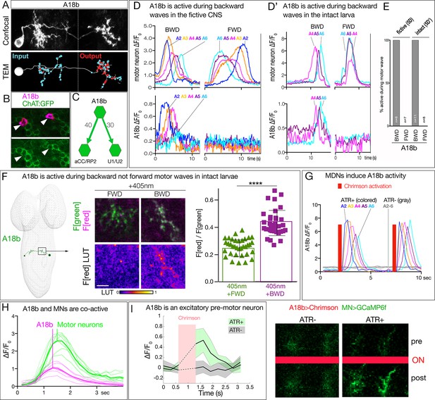 Figures And Data In MDN Brain Descending Neurons Coordinately Activate ...