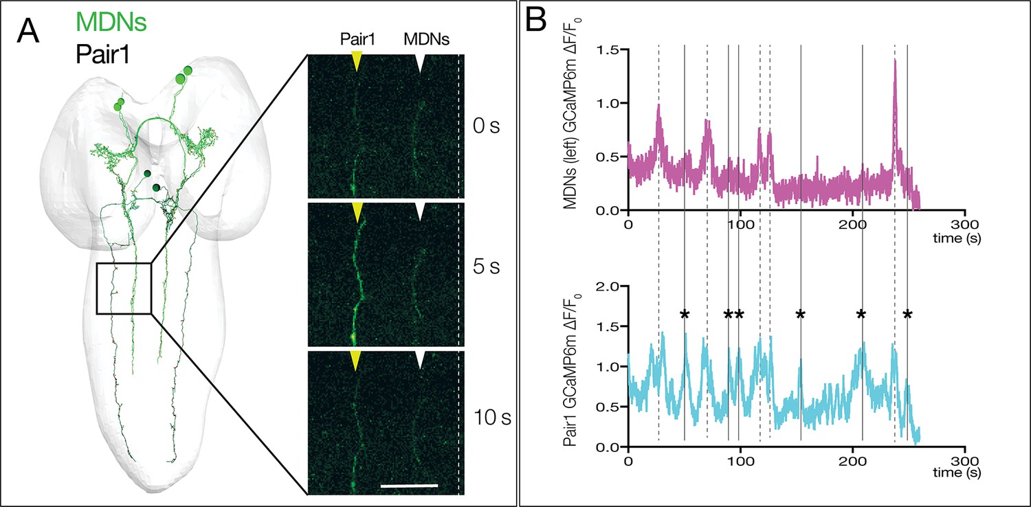 Figures And Data In MDN Brain Descending Neurons Coordinately Activate ...