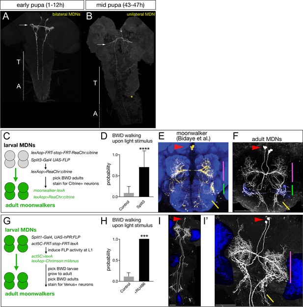 Figures And Data In MDN Brain Descending Neurons Coordinately Activate ...