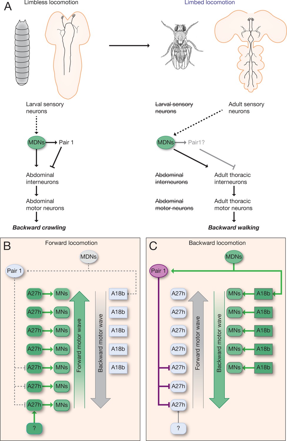 MDN Brain Descending Neurons Coordinately Activate Backward And Inhibit ...