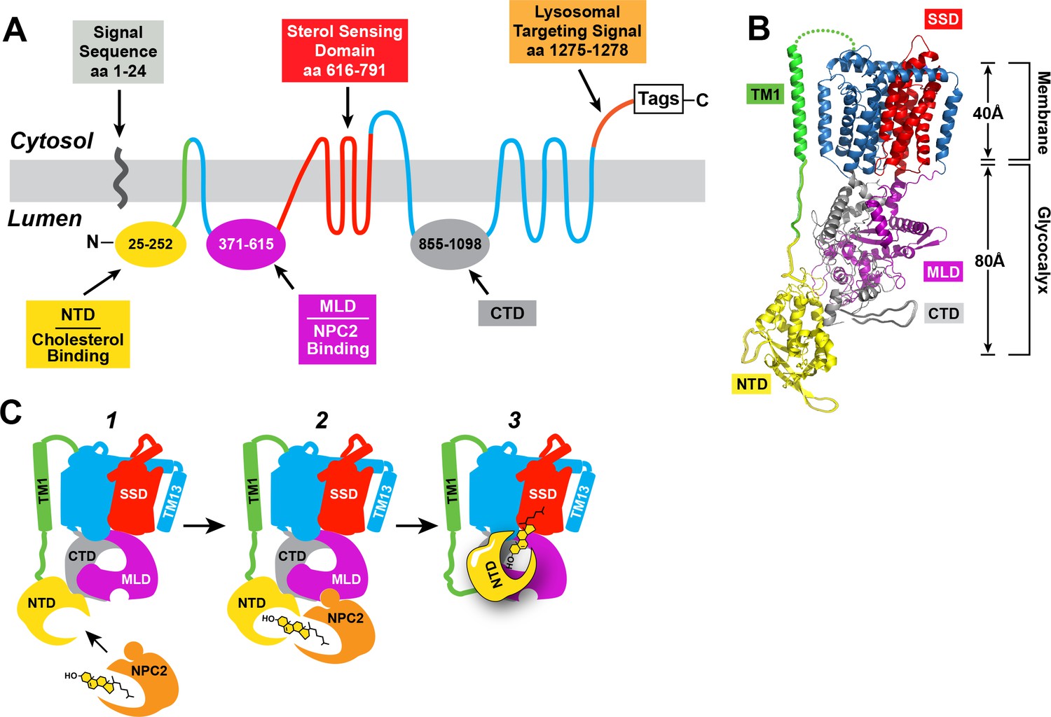 Frontiers  Lysosomal and Mitochondrial Liaisons in Niemann-Pick