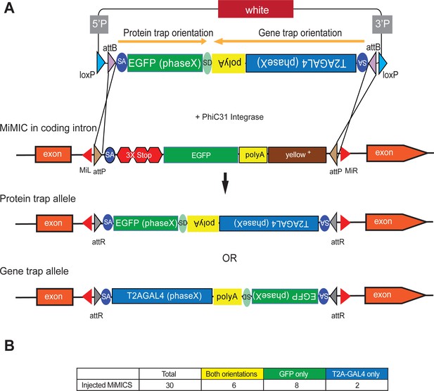 Figures and data in An expanded toolkit for gene tagging based on MiMIC ...