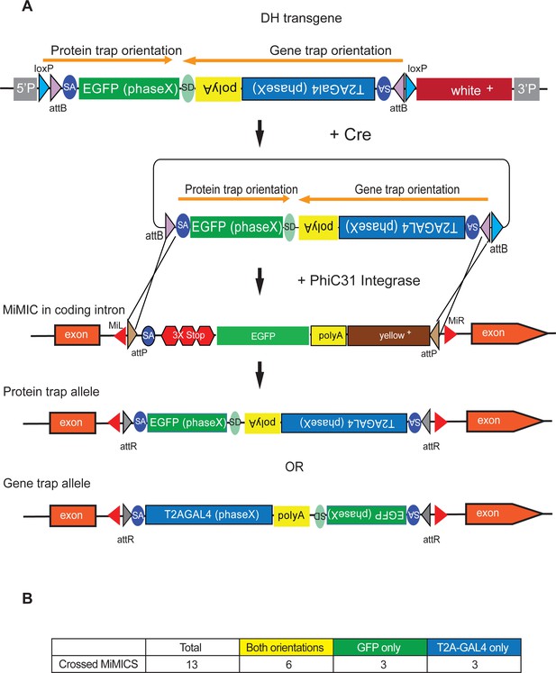 An expanded toolkit for gene tagging based on MiMIC and scarless CRISPR ...