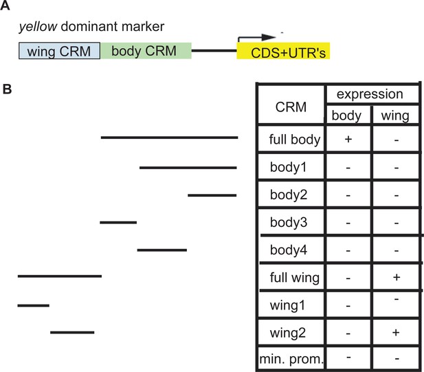 Figures And Data In An Expanded Toolkit For Gene Tagging Based On MiMIC ...