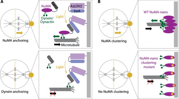 Cell Division: Shining light on spindle positioning Biology Diagrams