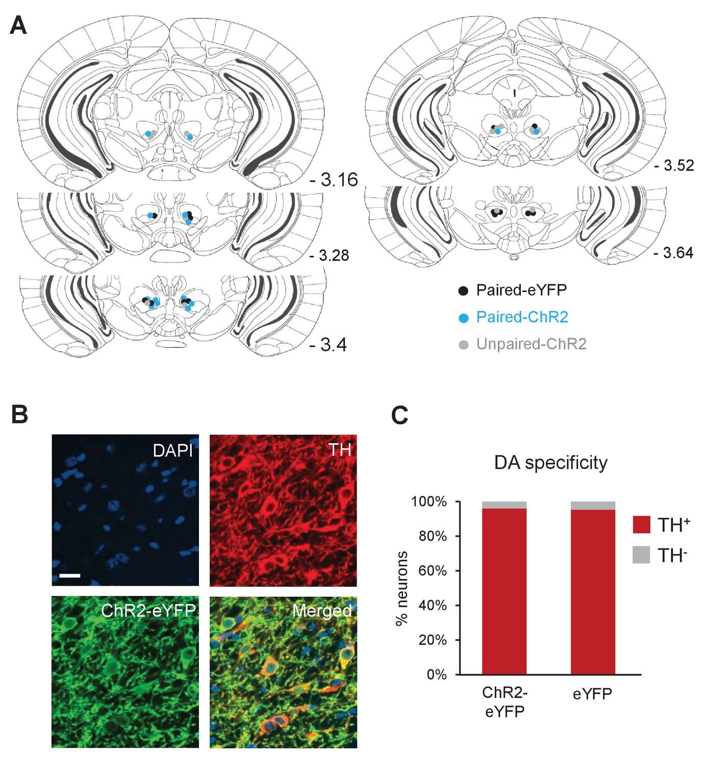 Figures And Data In Dopamine Neurons Drive Fear Extinction Learning By ...