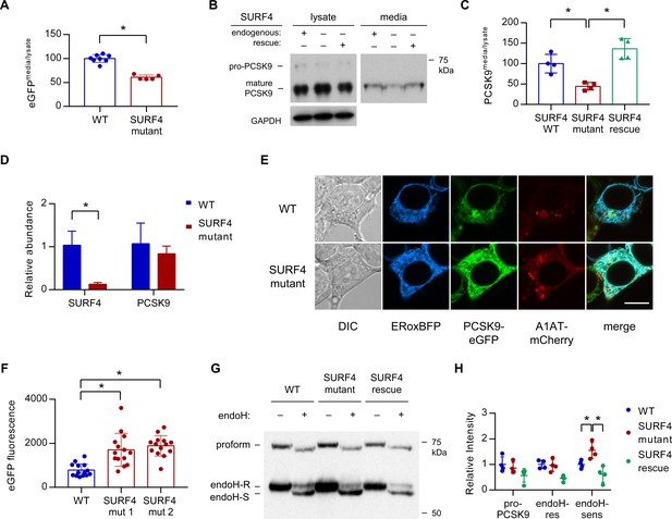 Figures And Data In The Cargo Receptor Surf4 Promotes The Efficient 