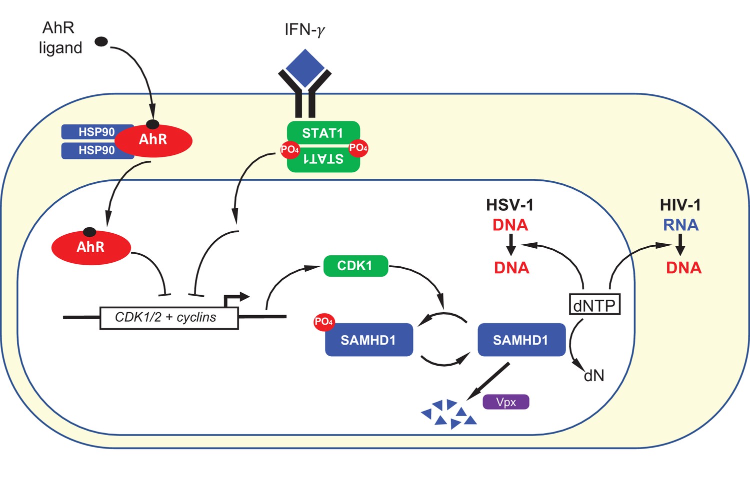 Figures And Data In The Aryl Hydrocarbon Receptor And Interferon Gamma ...