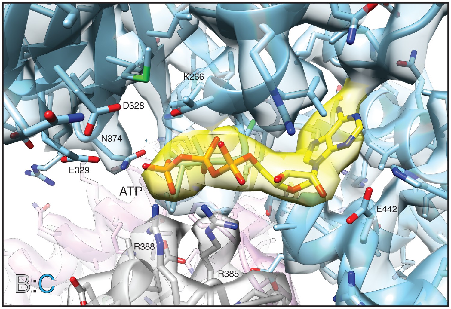 Structural Principles Of Snare Complex Recognition By The a Protein Nsf Elife