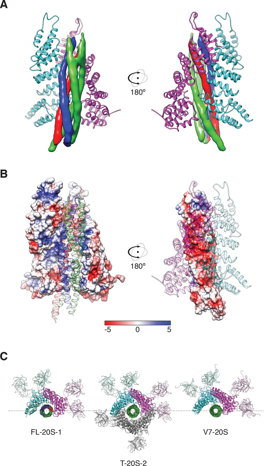 Structural Principles Of Snare Complex Recognition By The a Protein Nsf Elife