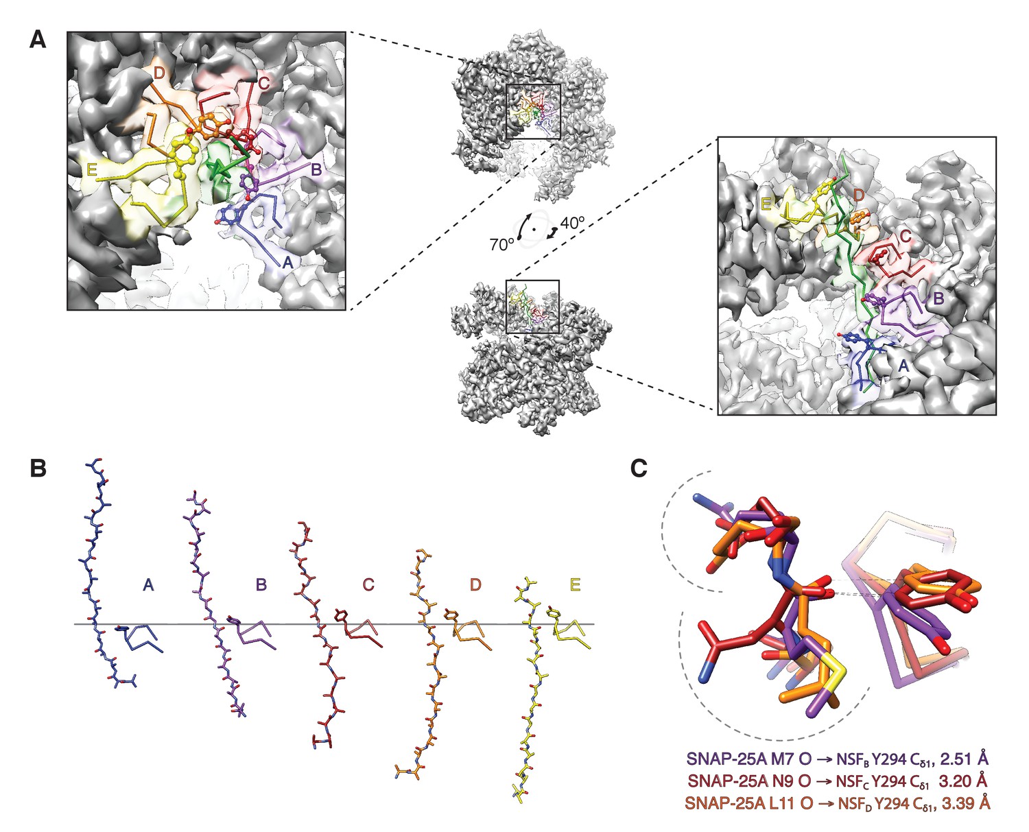 Structural Principles Of Snare Complex Recognition By The a Protein Nsf Elife