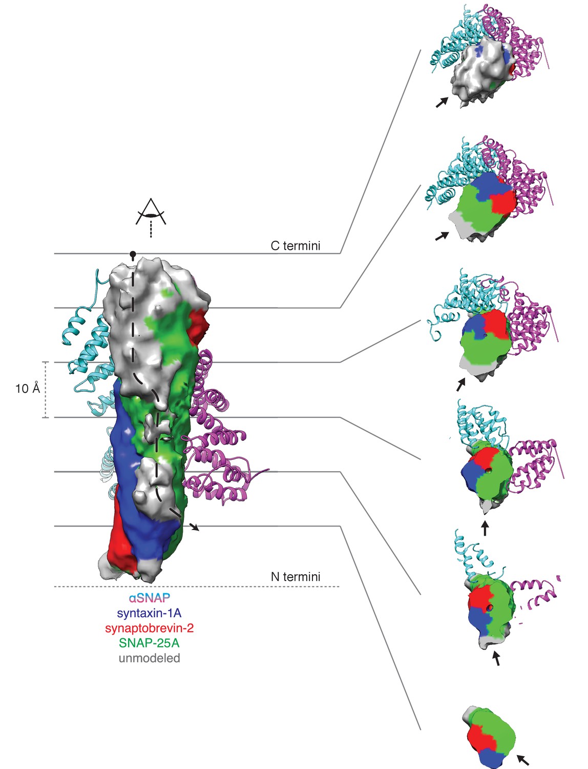 Structural principles of SNARE complex recognition by the AAA+ protein ...