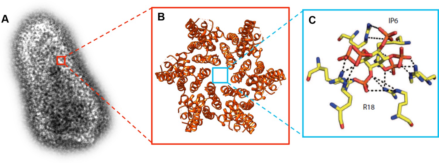 Viruses: The Secrets Of The Stability Of The HIV-1 Capsid | ELife