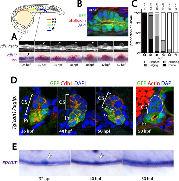 A novel mechanism of gland formation in zebrafish involving ...