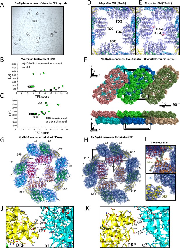 Figures And Data In Structural Basis Of Tubulin Recruitment And 