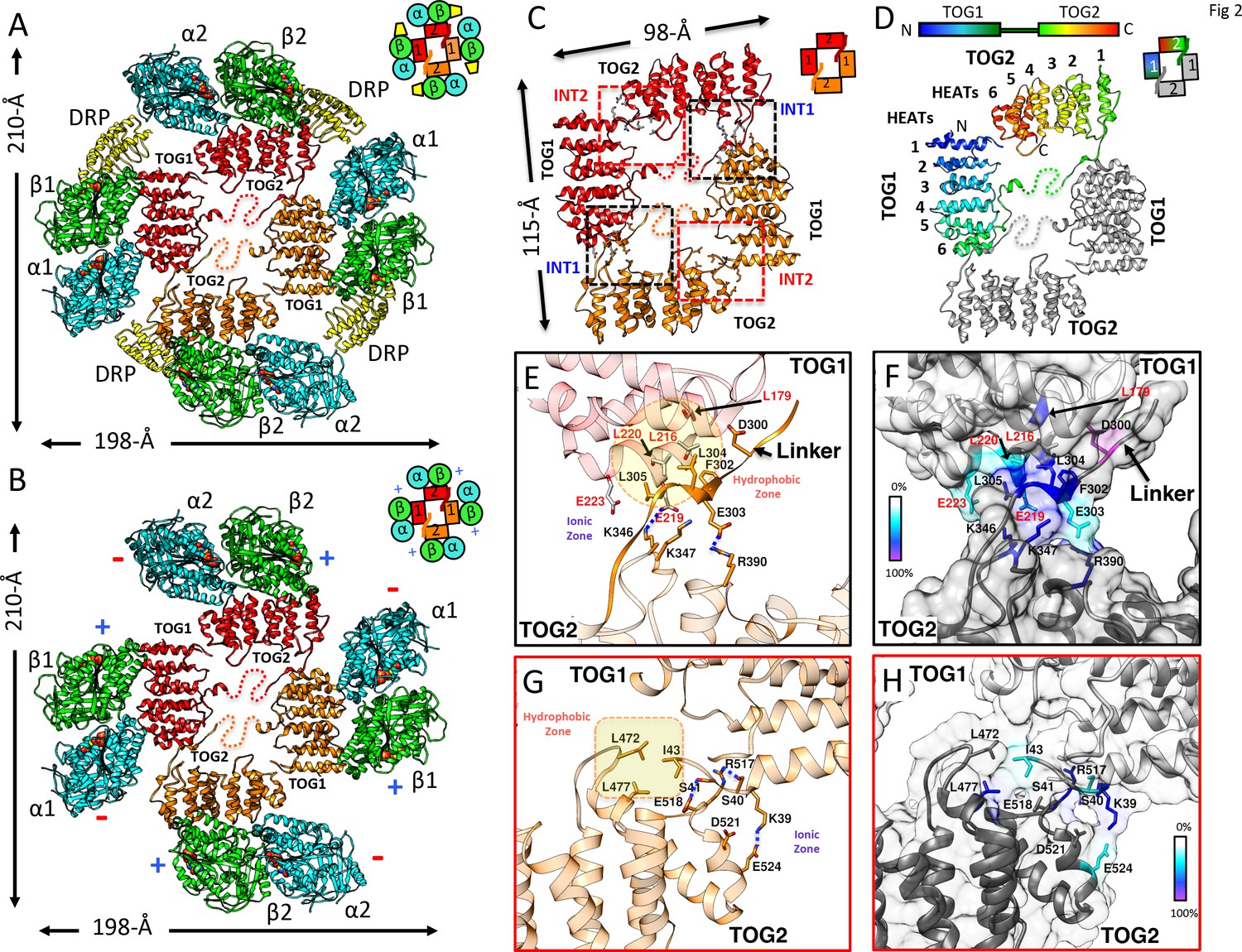 Figures And Data In Structural Basis Of Tubulin Recruitment And ...