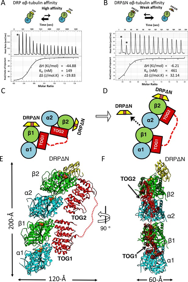 Structural Basis Of Tubulin Recruitment And Assembly By Microtubule ...