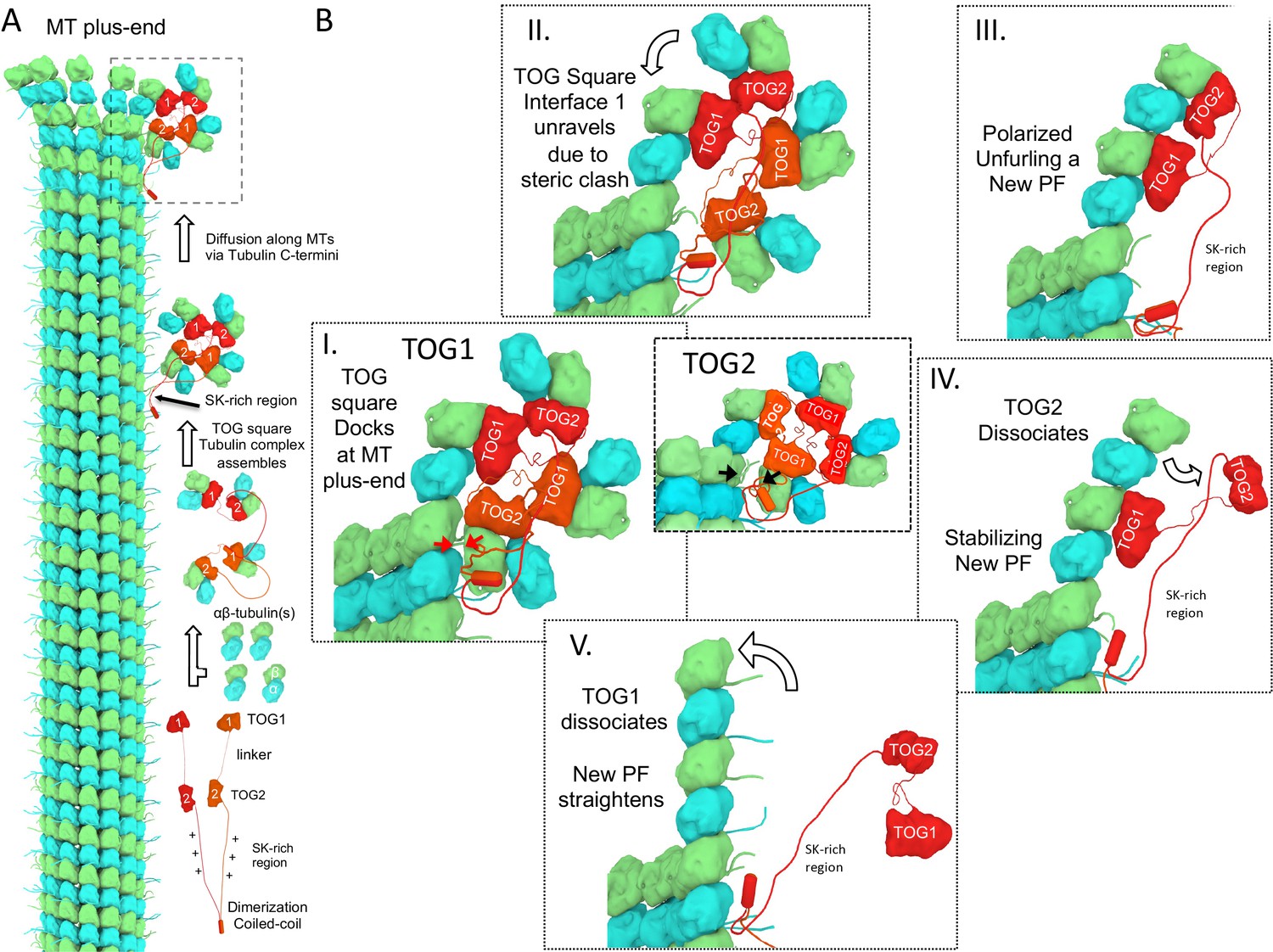 Figures And Data In Structural Basis Of Tubulin Recruitment And ...