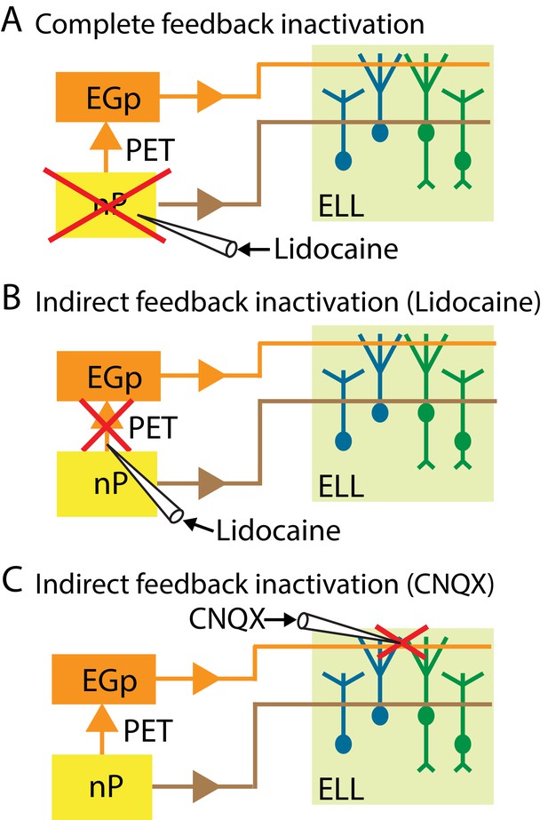 Feedback Optimizes Neural Coding And Perception Of Natural Stimuli Elife