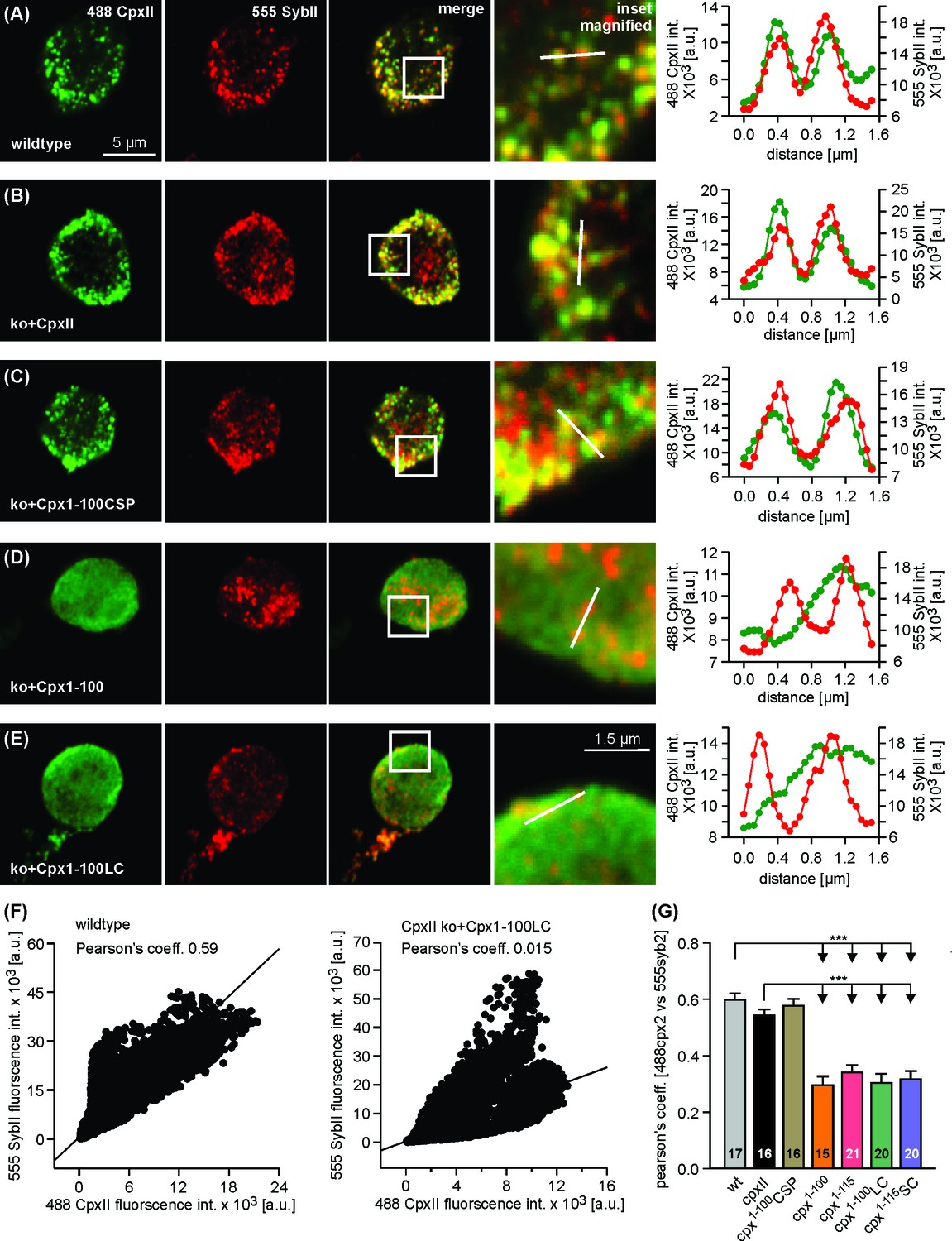 Figures and data in A mechanism for exocytotic arrest by the Complexin ...