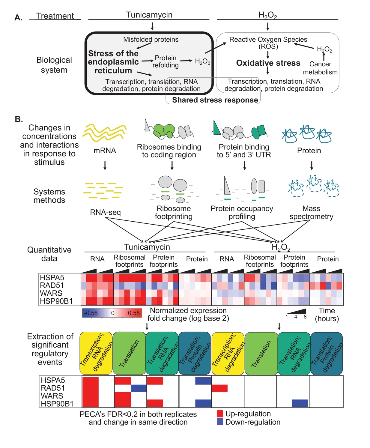 New insights into the cellular temporal response to proteostatic stress