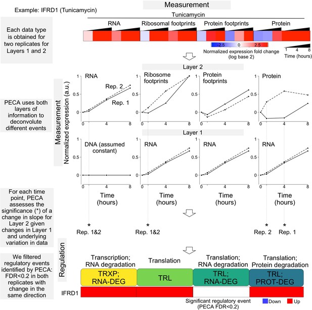 Figures And Data In New Insights Into The Cellular Temporal Response To