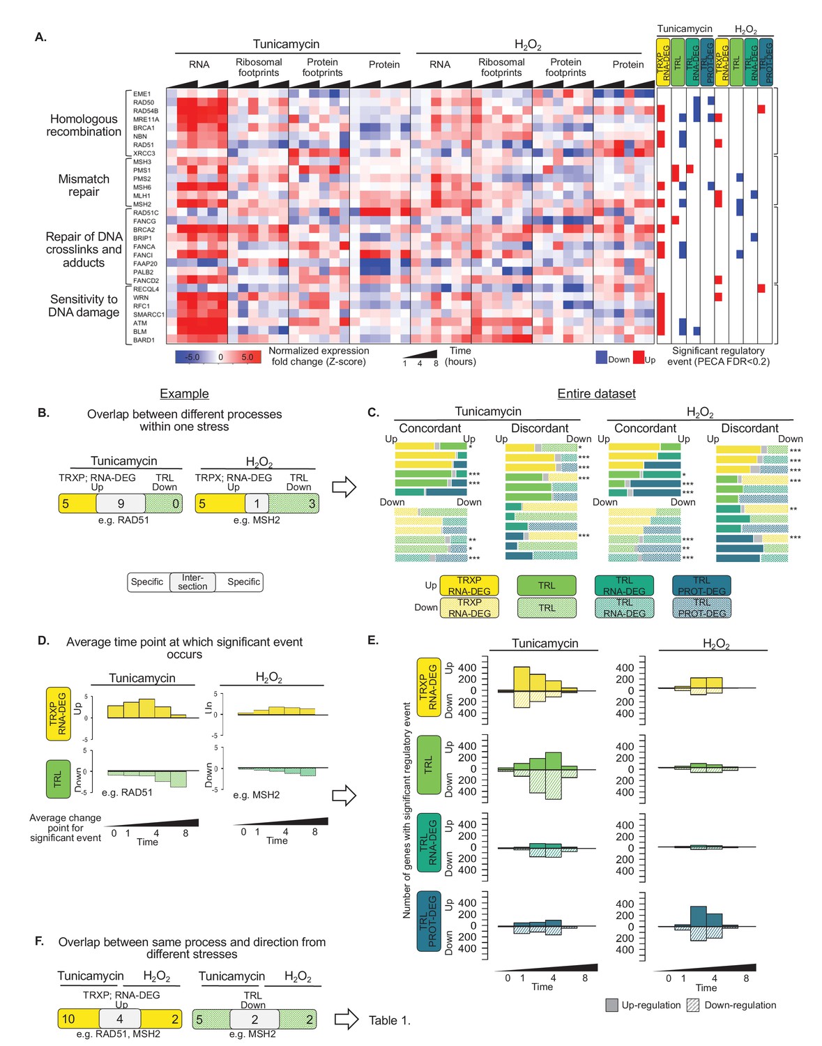 Figures and data in New insights into the cellular temporal response to ...