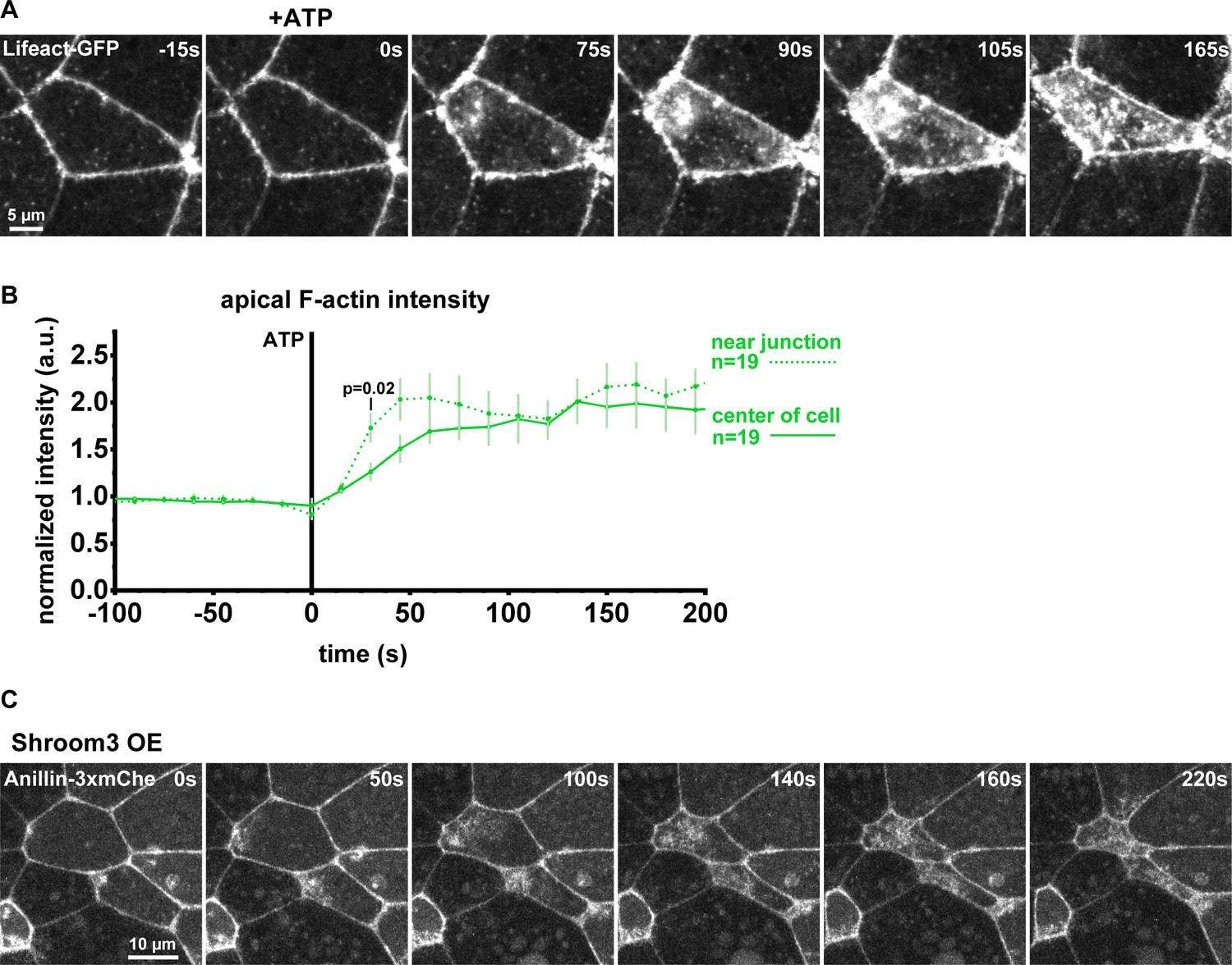 Figures And Data In Anillin Regulates Epithelial Cell Mechanics By