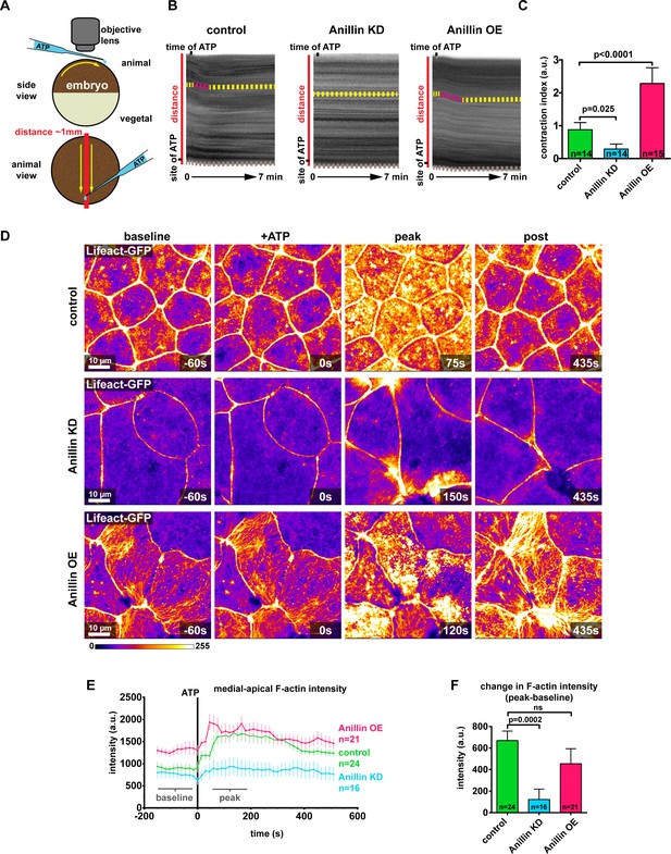 Anillin regulates epithelial cell mechanics by structuring the medial ...