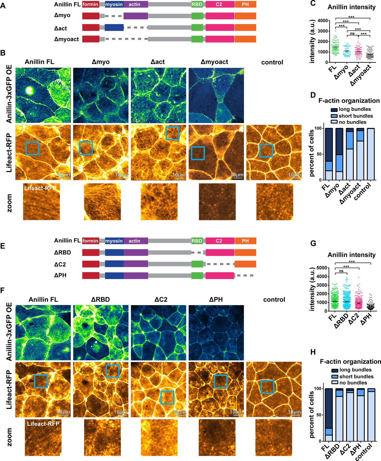 Figures And Data In Anillin Regulates Epithelial Cell Mechanics By