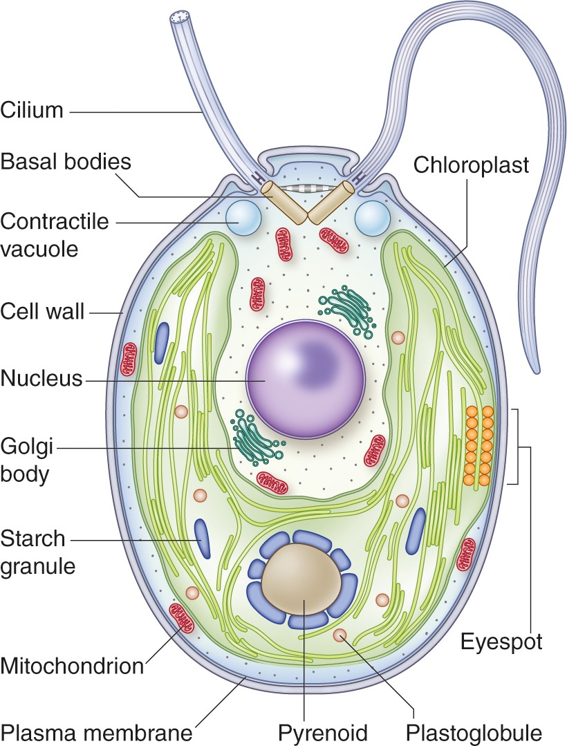 Клетка бурой водоросли. Chlamydomonas клеточная стенка. Клеточная стенка хламидомонады. Клетка хламидомонады рисунок. Пиреноид у хламидомонады это.