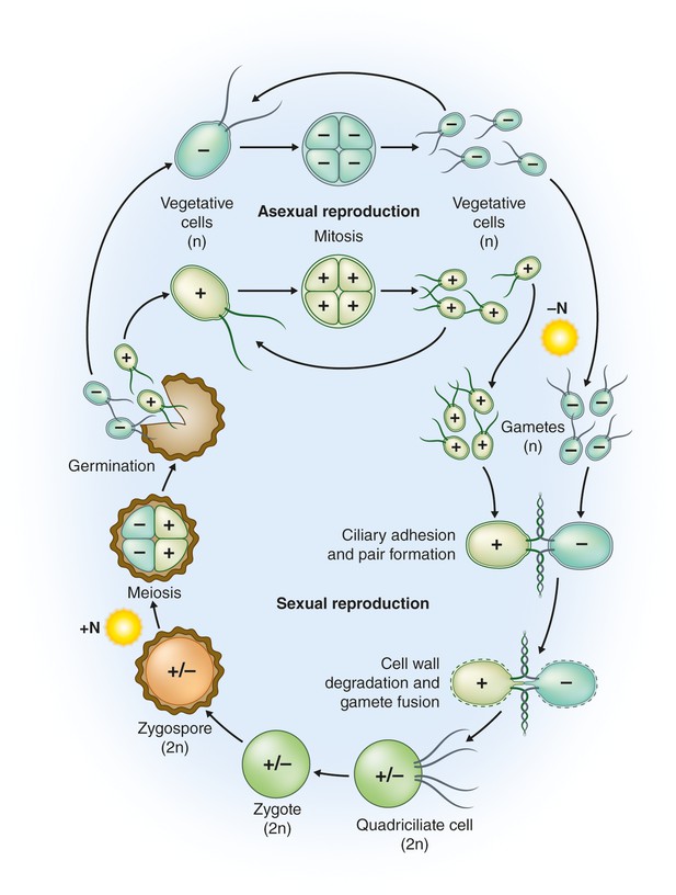 Figures and data in The Natural History of Model Organisms: From ...