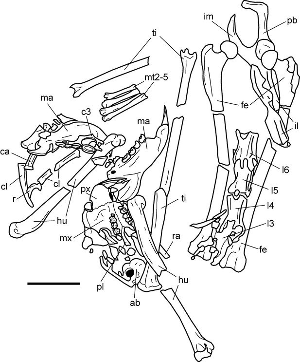 Figures and data in Oldest skeleton of a fossil flying squirrel casts ...