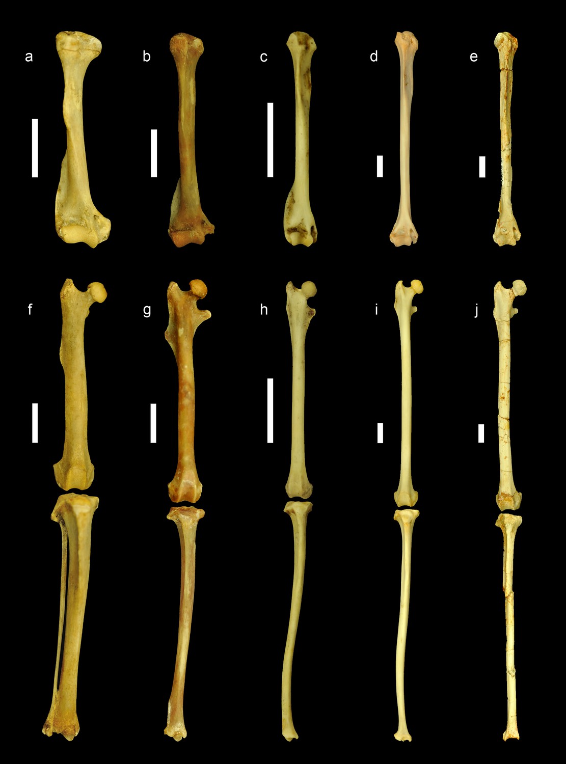 Oldest skeleton of a fossil flying squirrel casts new light Oldest skeleton of a fossil flying squirrel casts new light