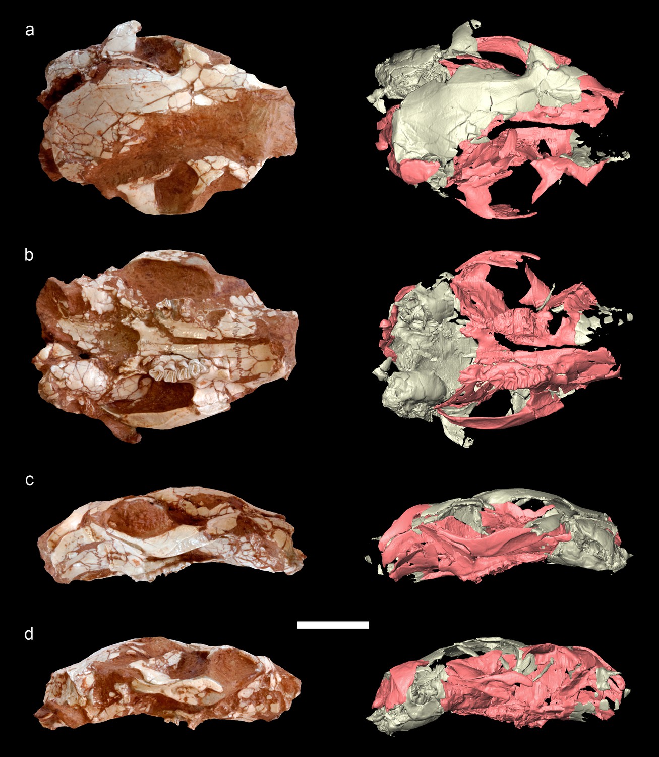 Figures and data in Oldest skeleton of a fossil flying squirrel casts ...