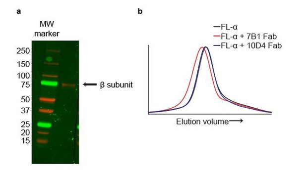 Structure of the human epithelial sodium channel by cryo-electron ...