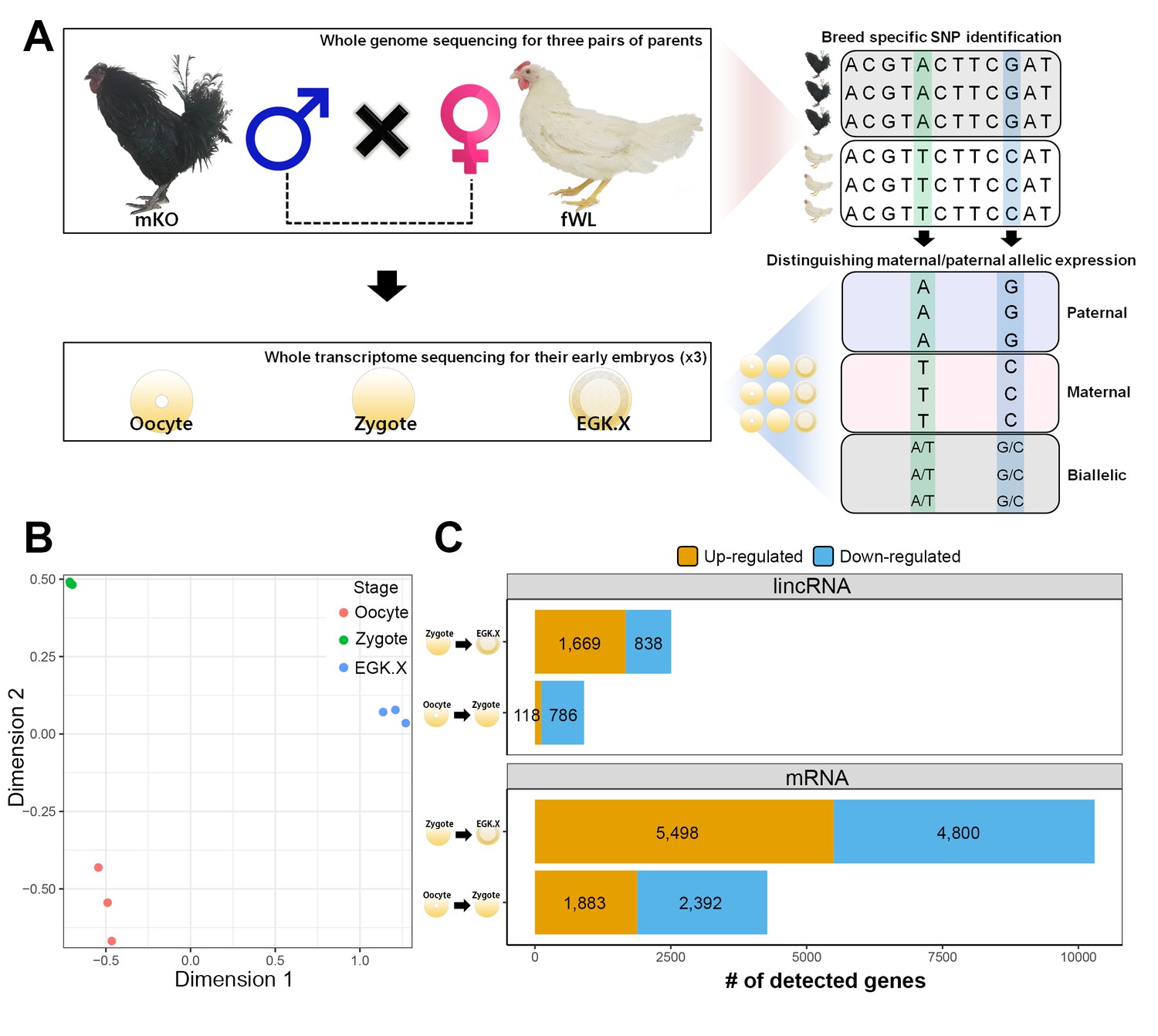 like ip chicken 🐔🐔🐔  Ip chicken, Smart city, Coding