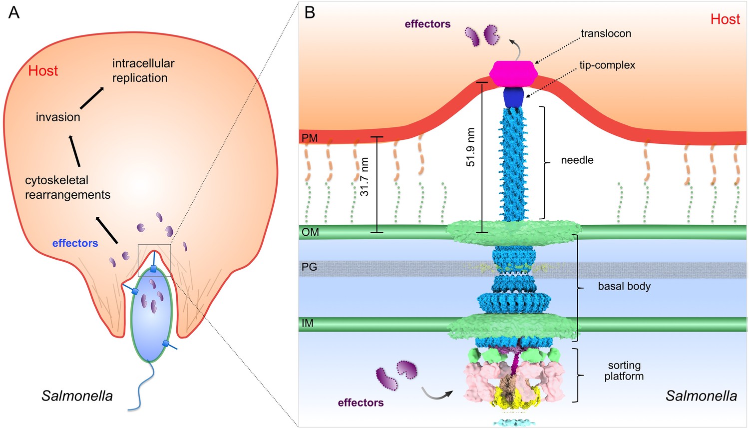 Figures And Data In Visualization Of The Type Iii Secretion Mediated Salmonella Host Cell