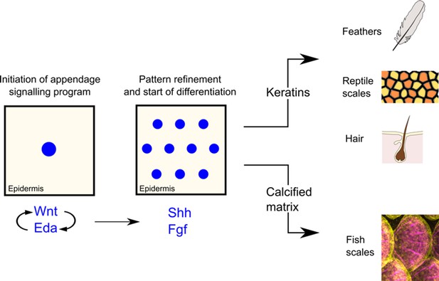 Patterning: Fishing for ancestry | eLife