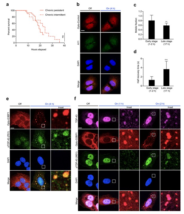 Figures and data in Chronic optogenetic induction of stress granules is ...