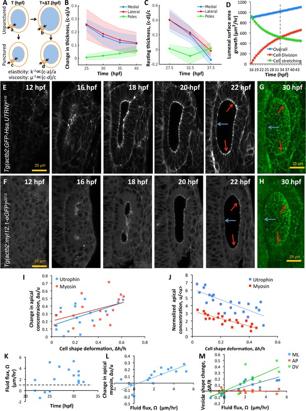 Figures and data in Size control of the inner ear via hydraulic ...